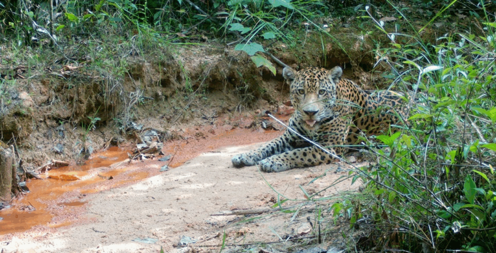 ͼƬ2_���� (1).png